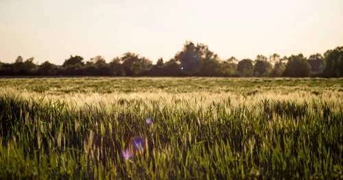 Natur am Bodensee-Vorarlberg